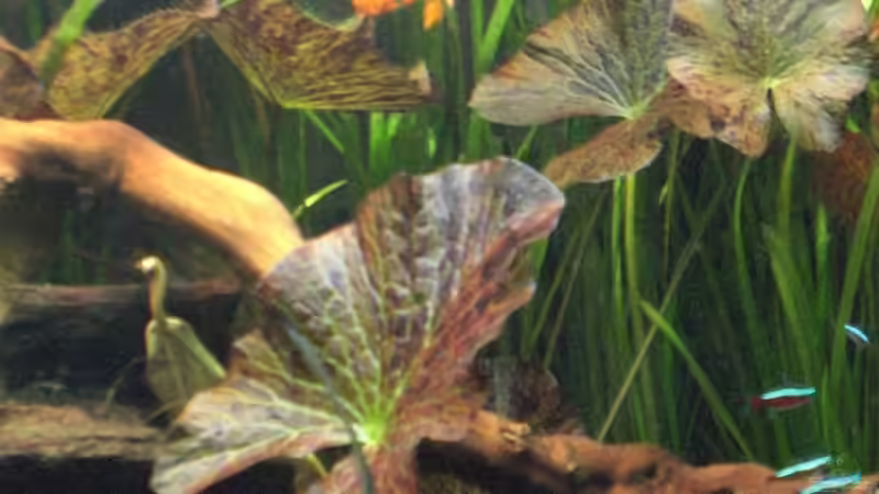 Roter Tigerlotus von Oliver Bäcker (6)