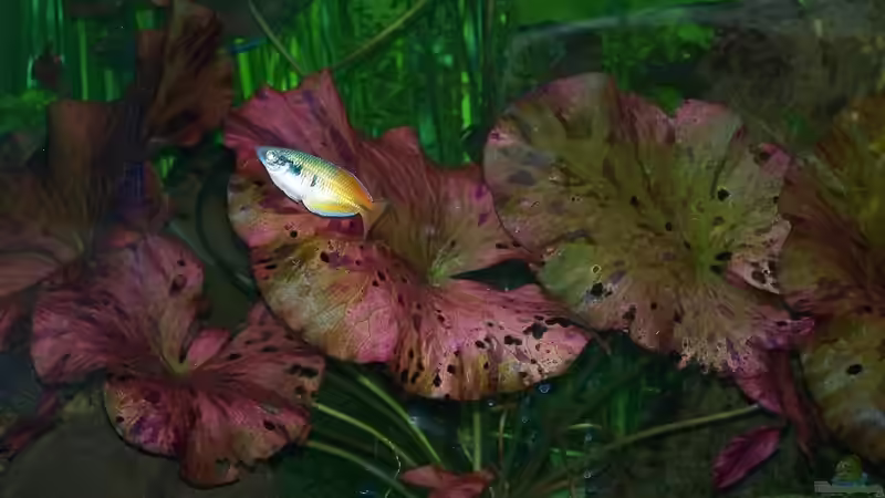 Roter Tigerlotus von Peter Walenciak (21)