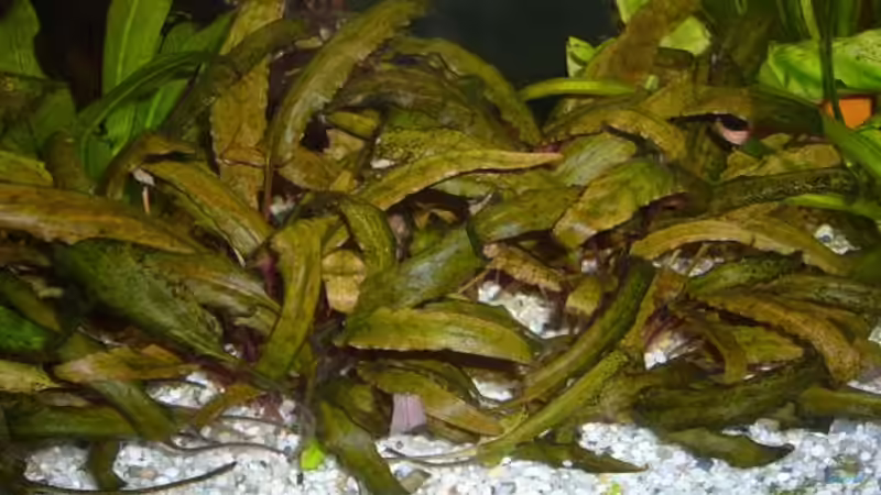 Roter Tigerlotus von Raphael Nelke (6)