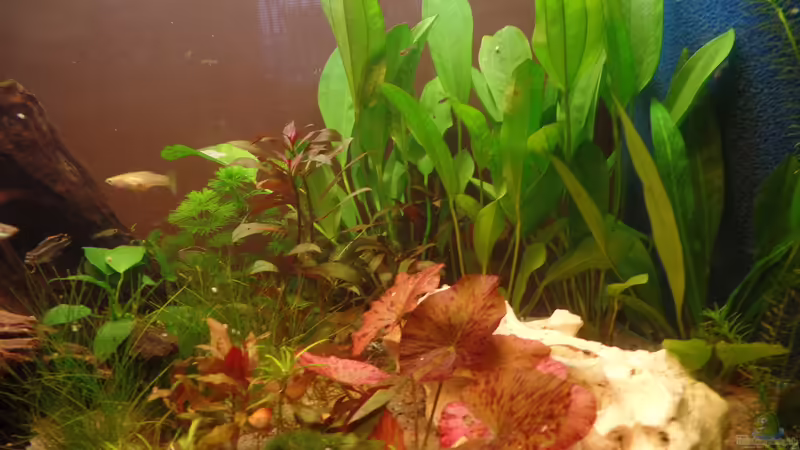 Roter Tigerlotus von raubsau (24)