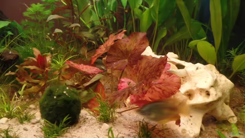 Roter Tigerlotus von raubsau (26)