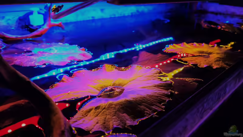 roter Tigerlotus von Raven887 (24)