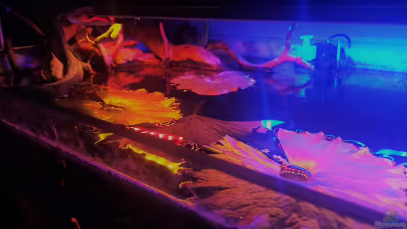 roter Tigerlotus von Raven887 (25)