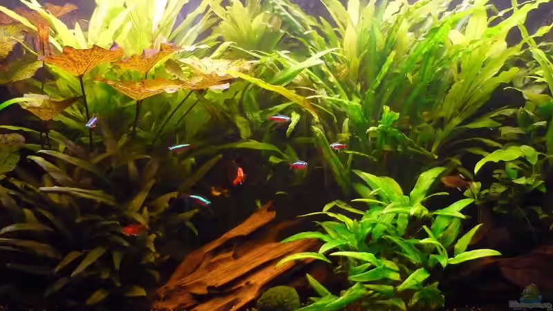 Roter Tigerlotus von Red ( Jürgen ) (10)