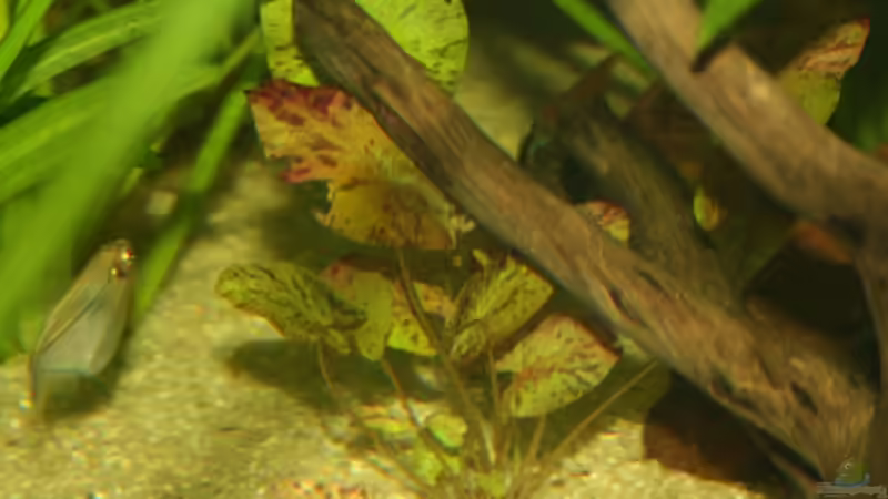 Roter Tigerlotus von Schlegi (5)