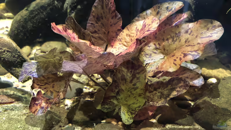 Roter Tigerlotus von schroepse (10)