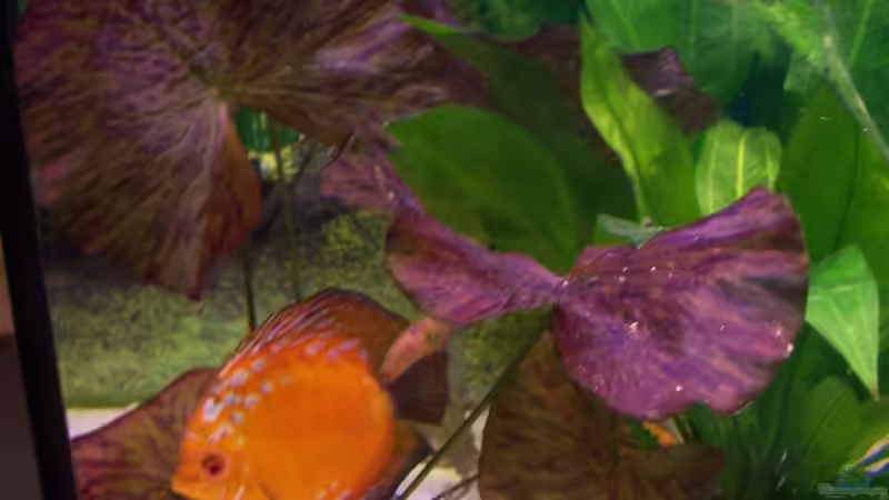 Roter Tigerlotus von Stefan Arenth (7)