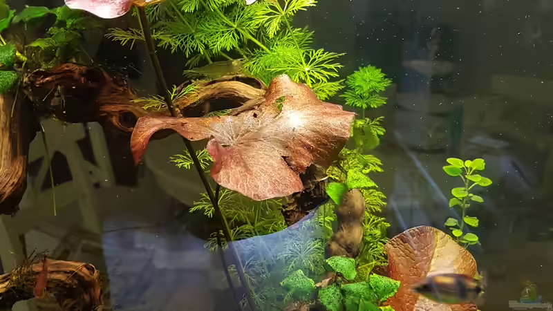 roter Tigerlotus von Sunnyboy_72 (39)