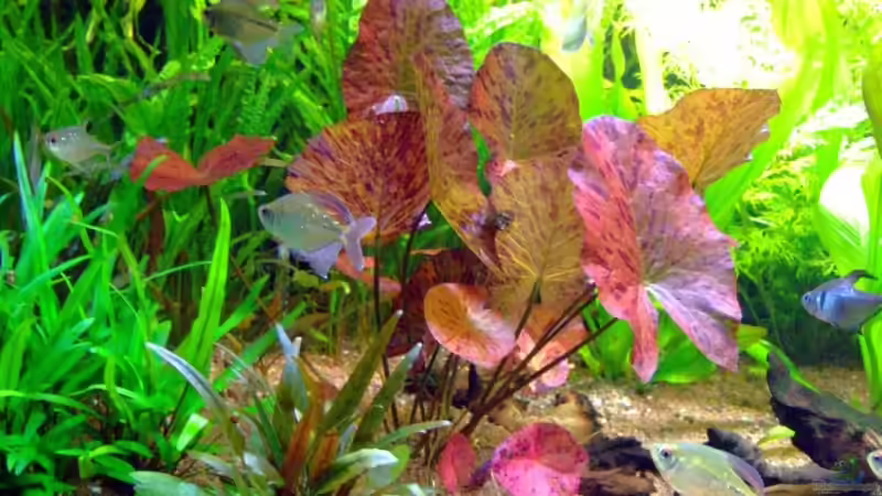 Roter Tigerlotus von Wolfgang Röhken (6)