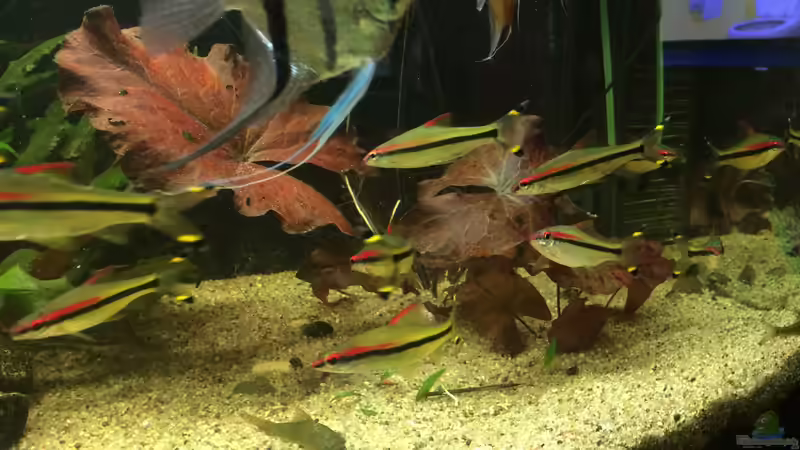 Roter Tigerlotus von X-Rayminator (10)