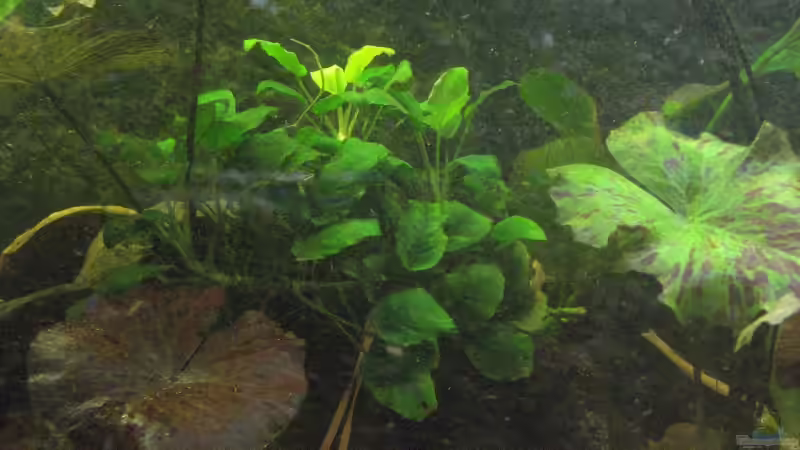 roter und grüner Tigerlotus mit Anubia von Alexander Beutner (8)