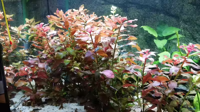 Roter Urwald von Chinese Inai (10)