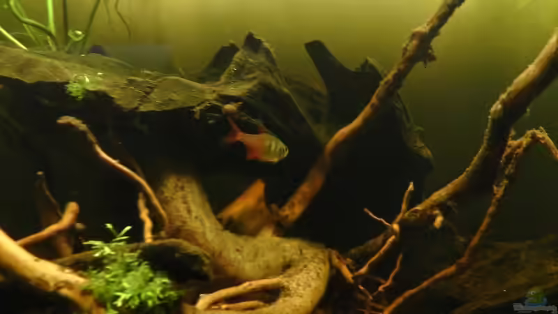 Roter von Rio beim erkunden. von Martin Ihde (7)