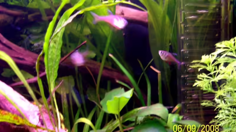 roter von Rio beim fangen spielen von Thomas Schmidt (29)