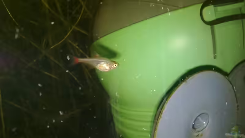 Roter von Rio Jungtier von Martin Ihde (30)