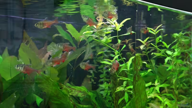 Roter von Rio-Schwarm von Stefan S. (10)