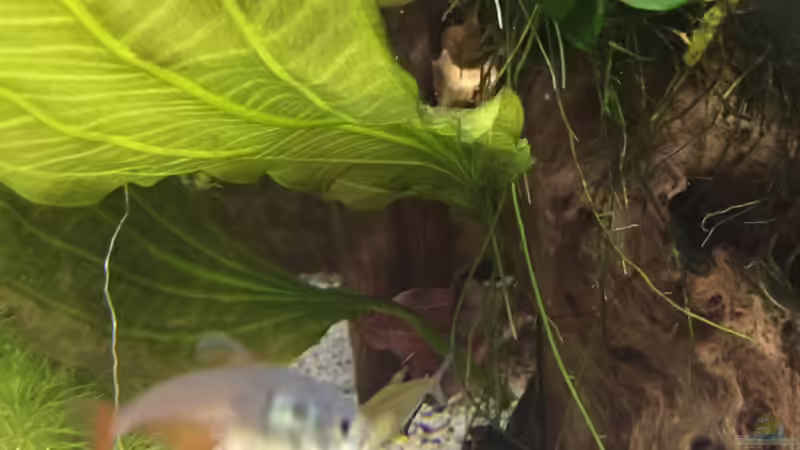 Roter von Rio von Basti@ (25)