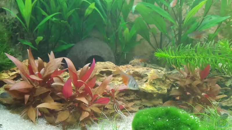 Roter von Rio von Chris-BluBB (14)