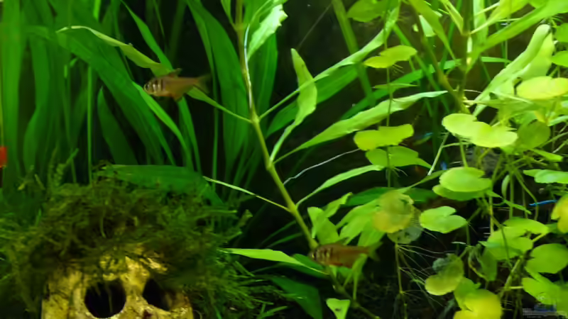 Roter von Rio von CommanderKeen (15)