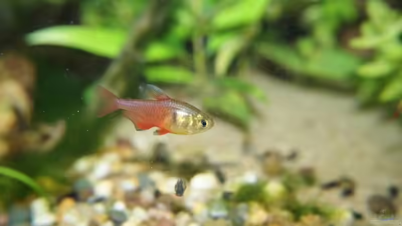 Roter von Rio von Hamstermaus (16)