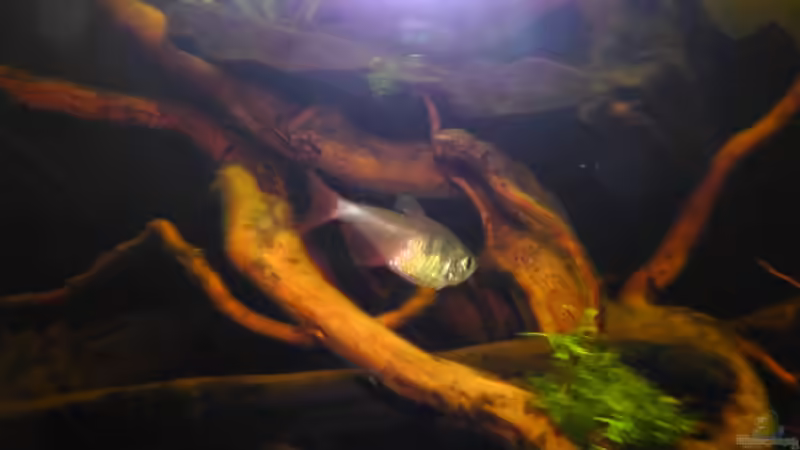 Roter von Rio von Martin Ihde (29)