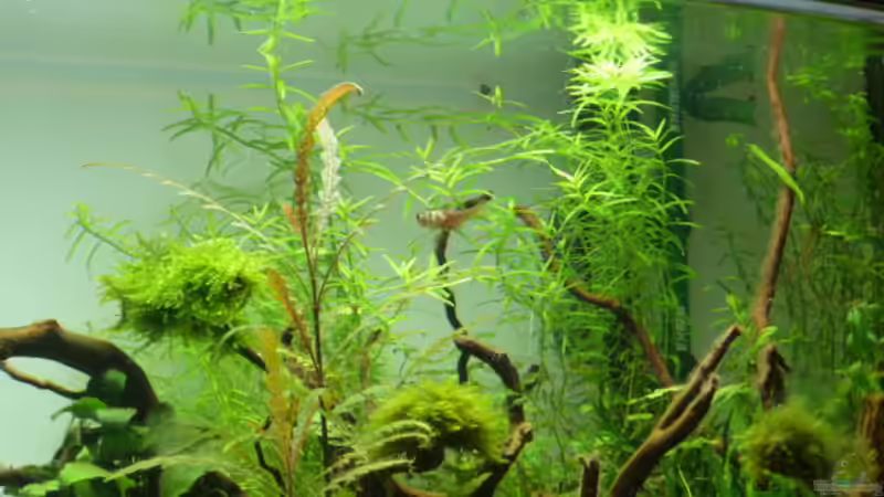 Roter von Rio von Martin W. (30)