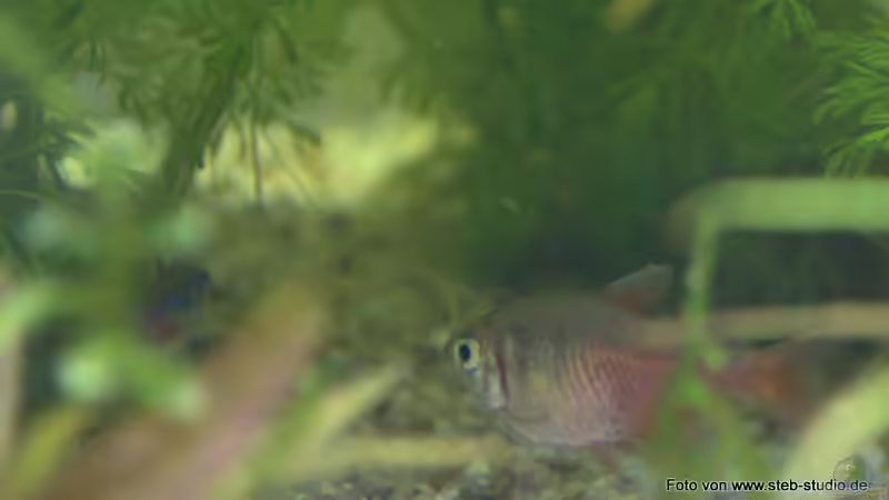 Roter von Rio von SteB-Studio (14)