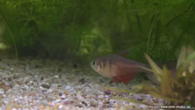 Roter von Rio von SteB-Studio (9)