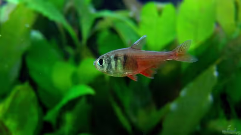 Roter von Rio von Stefan S. (11)