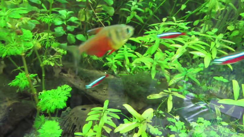 Roter von Rio von Tigerlotus (61)