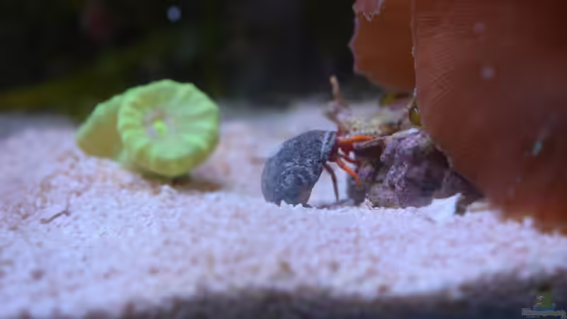 Roter Zwergeinsiedler Bali von Junglist (64)