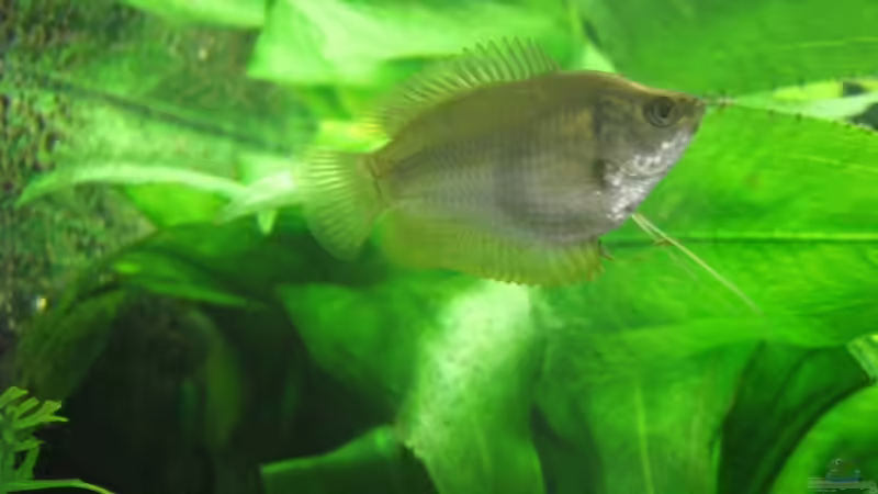 Roter Zwergfadenfisch Weibchen von TNTLogge (21)