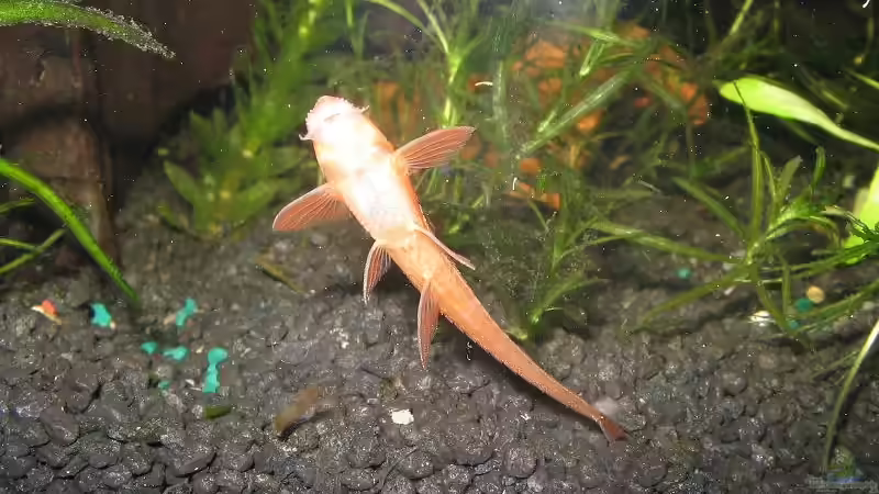 Einrichtungsbeispiele mit Hexenwelsen (Rineloricaria fallax)