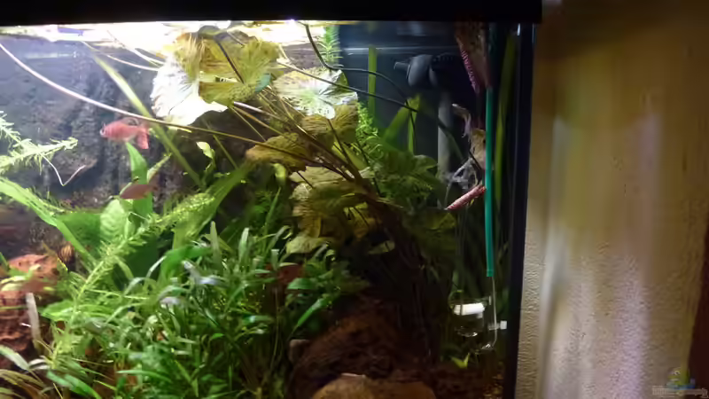 RoterTigerlotus von Mad Max (5)