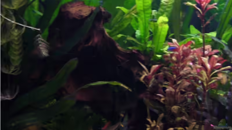 rotertigerlotus von robbi850 (8)