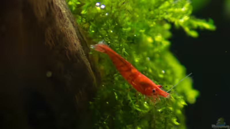 Rotes Feuer :D  von Betta Chris (159)