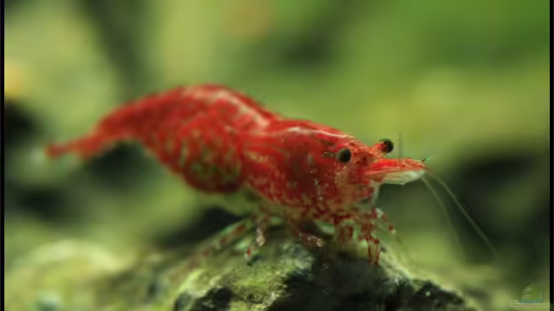 Rotes Feuer im Garnelenbecken / Die Fire Zwerggarnele