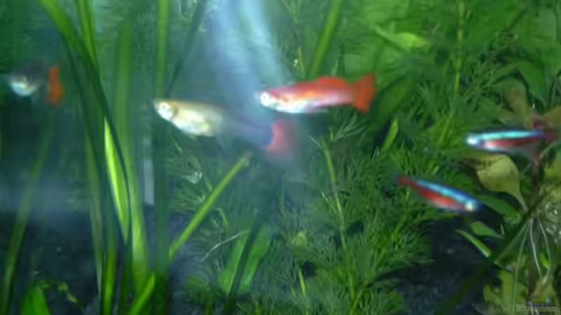 Rotes Guppy-Männchen von Sado-Uwe (33)