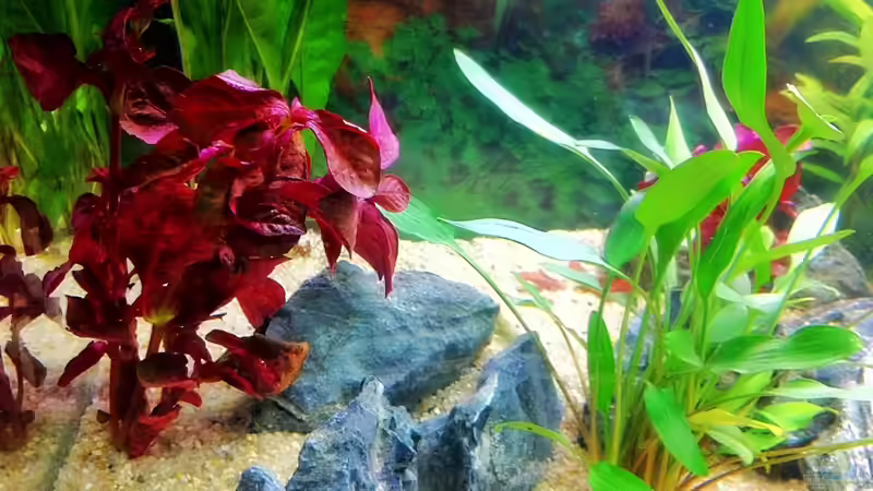 rotes Kirschblatt 20.07.2011 von Sebastian Philipp (19)