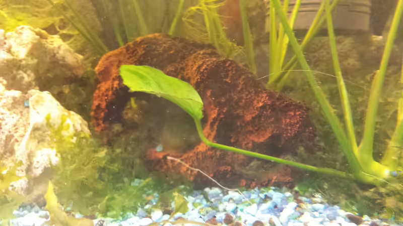 rotes Lava(?)gestein von mamo2000 (21)