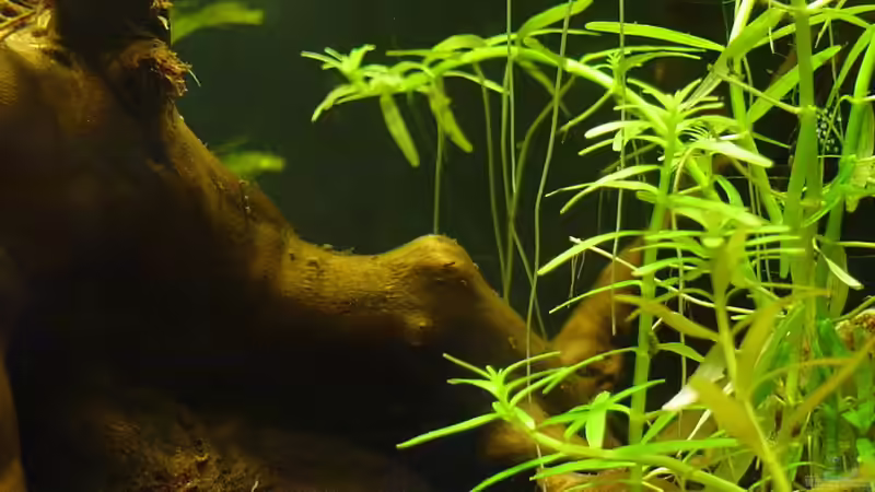 Rotes Mooskraut (rotala wallichii) von Sailfish (7)