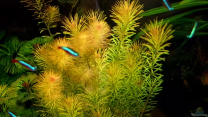 Rotala macranda im Aquarium (Einrichtungsbeispiele mit Rote Rotala)