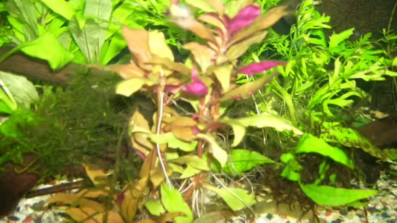 rotes Papageienblatt von Belvina (10)