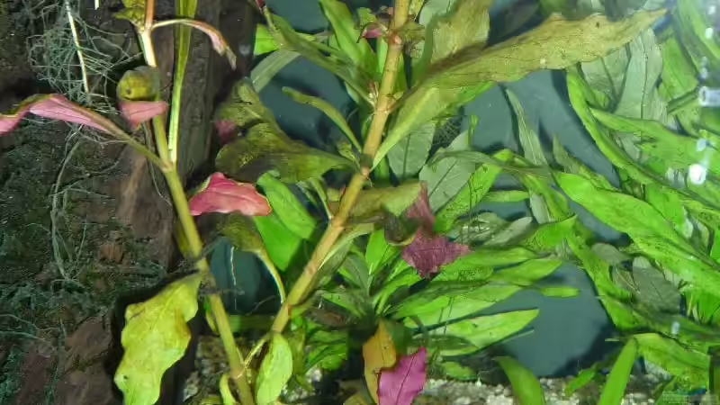 Rotes Papageienblatt von Michi 82 (8)