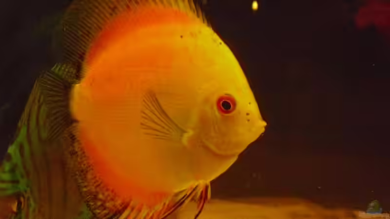 Rotes Portrait von nemo0109 (38)