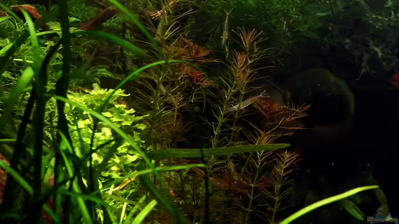 Rotes Tausendblatt (nicht mehr im Bestand) von snooze (43)