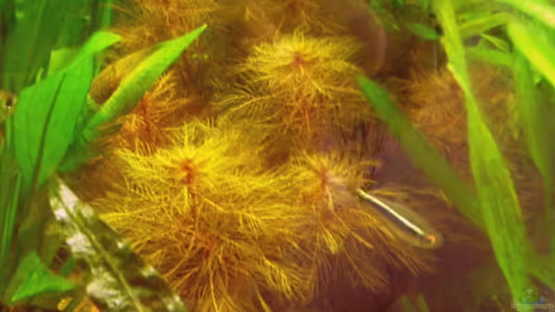 Rotes Tausendblatt von Adamov (24)