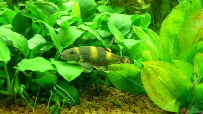 Rotflossen-Pandasaugbarbe von Ferbi (34)