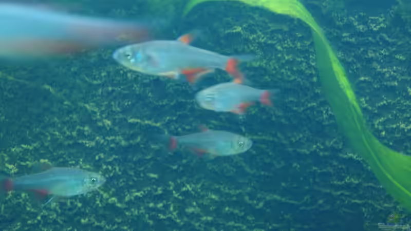 Rotflossensalmler von Einecke (7)