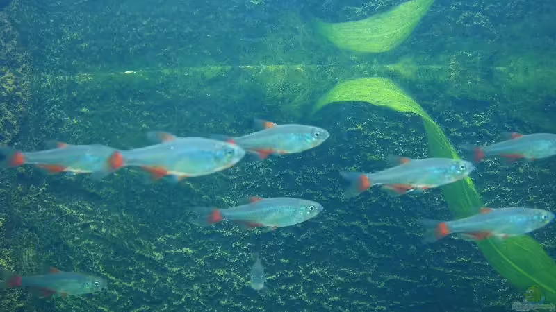 Rotflossensalmler von Einecke (9)